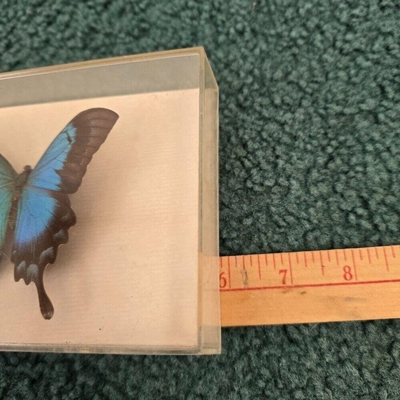 Sea Green Swallowtail Butterfly In Vintage DAX Frame Purchased Puerto Rico 1989 - Picture 2 of 9